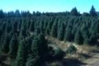 Trees (136kb)
